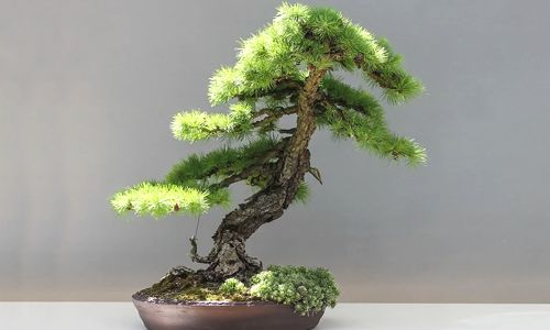 bonsái alerce japonés