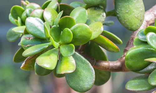 crassula bonsái de jade