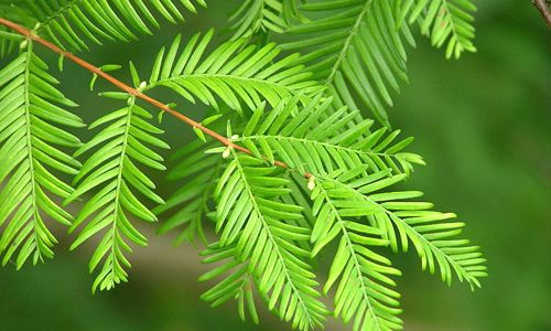 Metasequoia glybtostroboides
