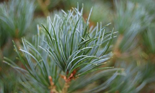 Pinus parviflora pino blanco japonés