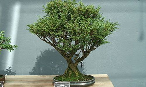 bonsái ciprés de sawara
