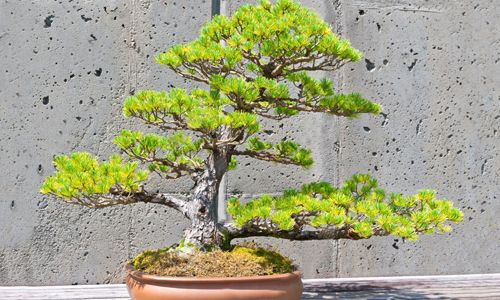 bonsái pino blanco japonés