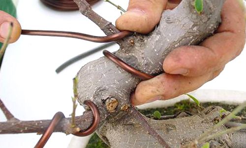 cómo alambrar un bonsái