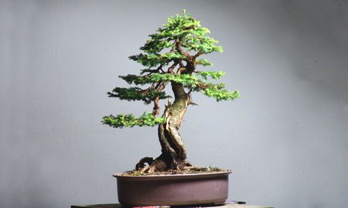 bonsái picea europea
