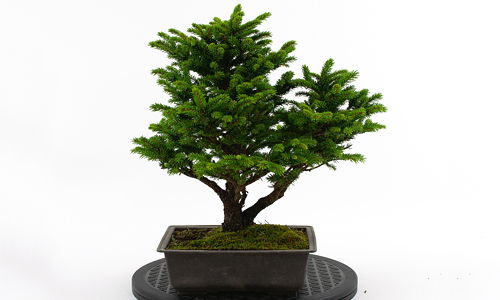 cuidados del bonsái pícea jezoensis