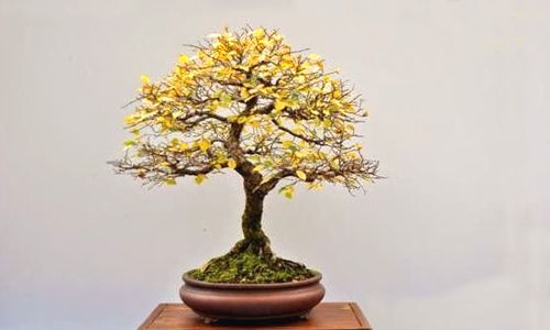 bonsái picea ssp en otoño